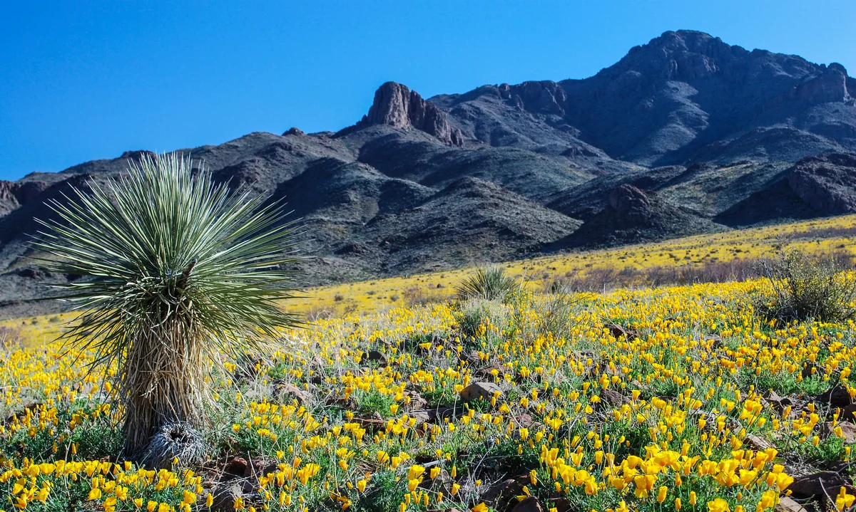 Wild poppies and yucca below the Florida Mountains in Luna County